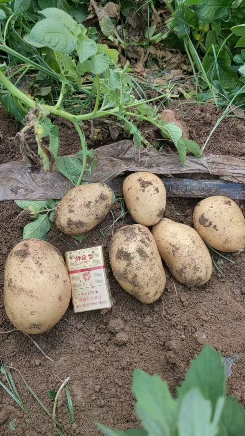 (精品土豆沃土5号）大量上市中电商货，市场货万亩基地