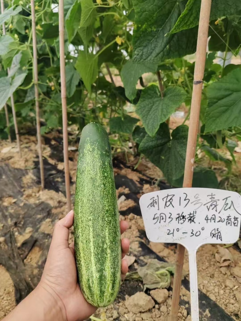 利农13号吊瓜，登记品种，耐热早熟高产