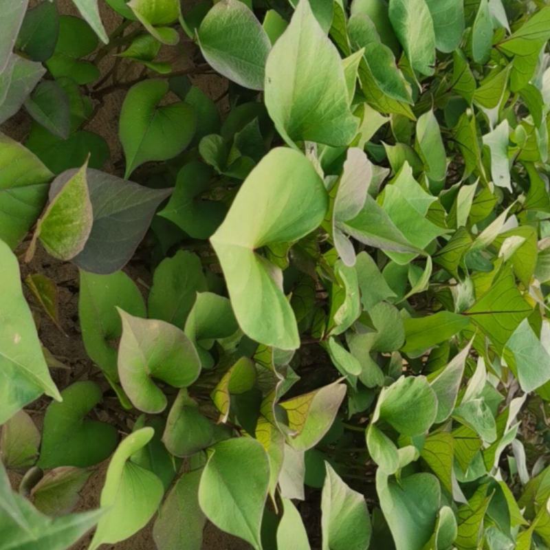 育苗基地直销多品种红薯苗烟薯哈蜜早丰济薯老品种马莎莉等
