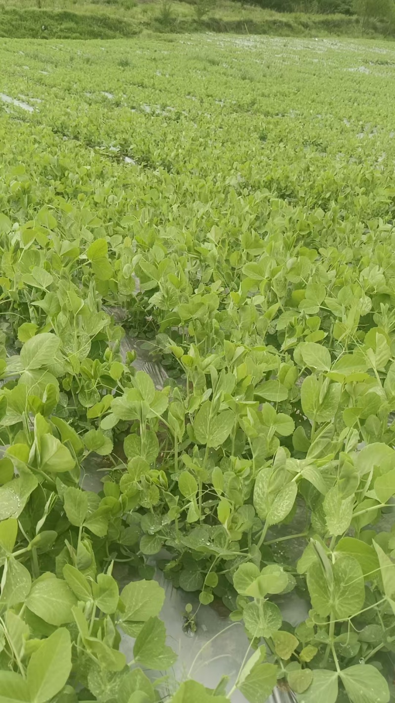 高山豌豆尖#夏季豌豆尖