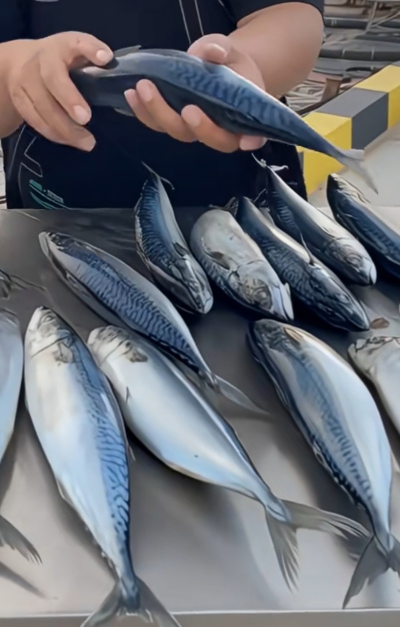 鲐鲅鱼青占鱼鲭鱼海捕船冻单冻加工品质保证罐头厂量大优惠