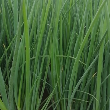 四季小葱，精品小葱，葱苗大量现货，