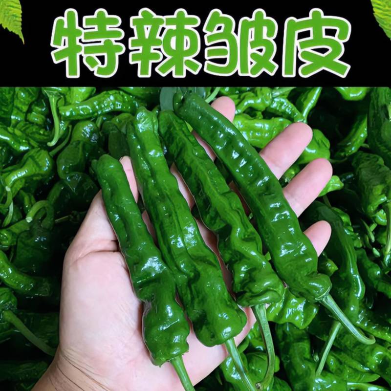 皱皮椒山西朔州应县特辣欢迎各地客商来电质询