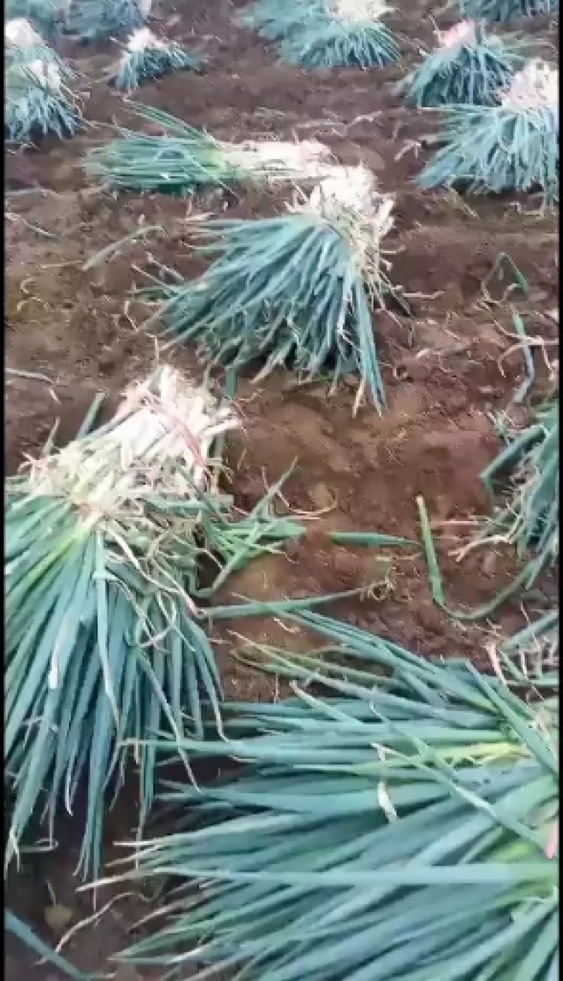 南阳精品铁杆大葱/毛葱整车发货对接市场/加工厂/电商商超