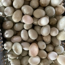 70克青壳红心鸭蛋