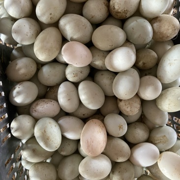 70克青壳红心鸭蛋