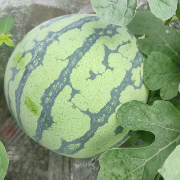 大棚头茬瓜