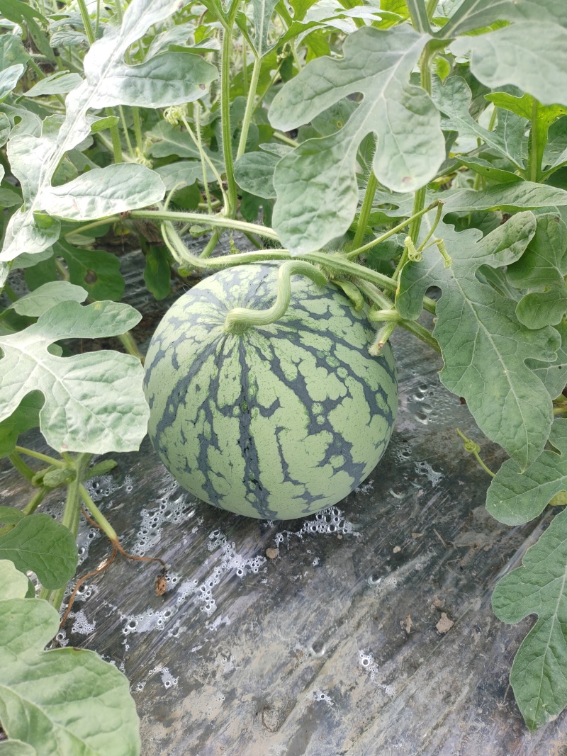 大棚头茬瓜