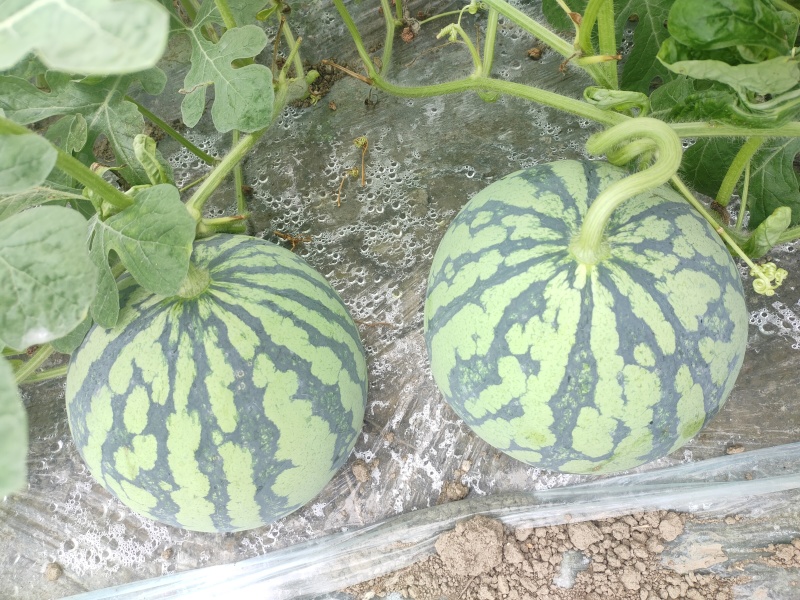 大棚头茬瓜