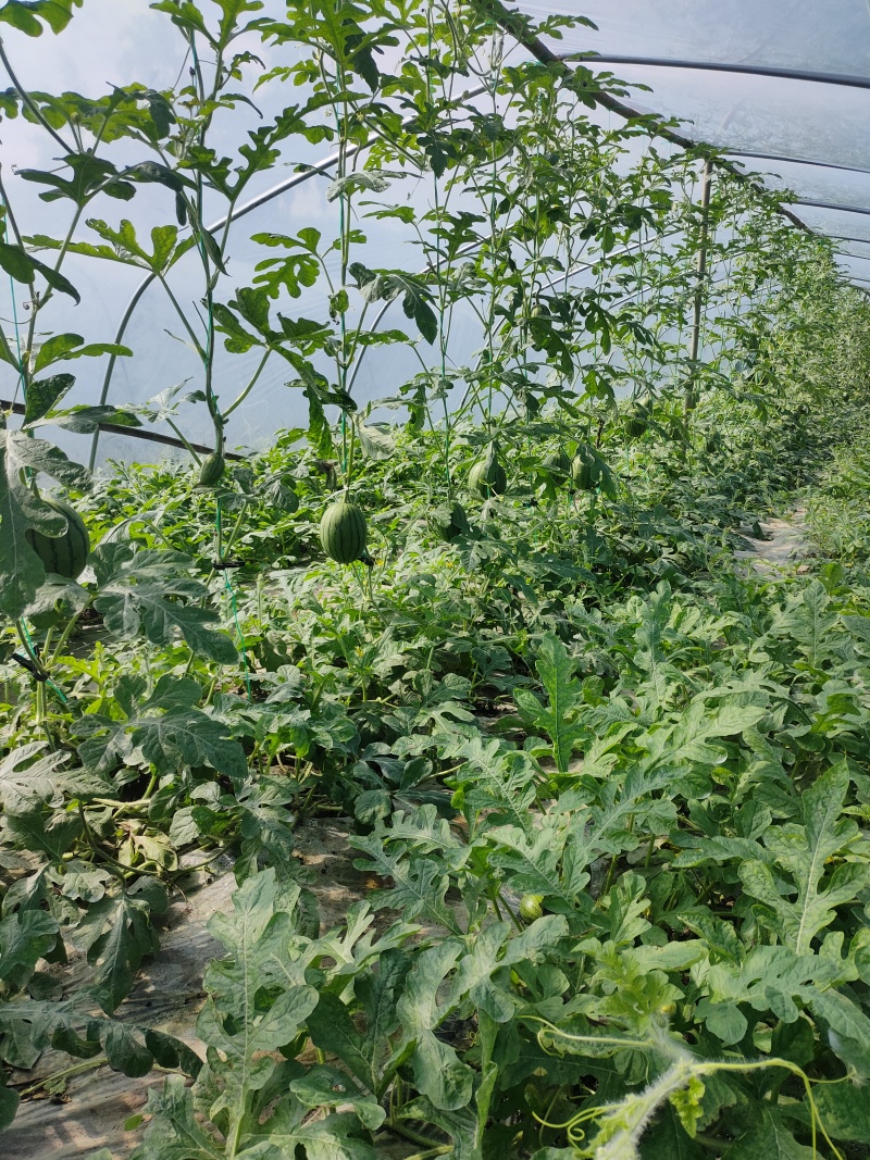 大棚头茬瓜