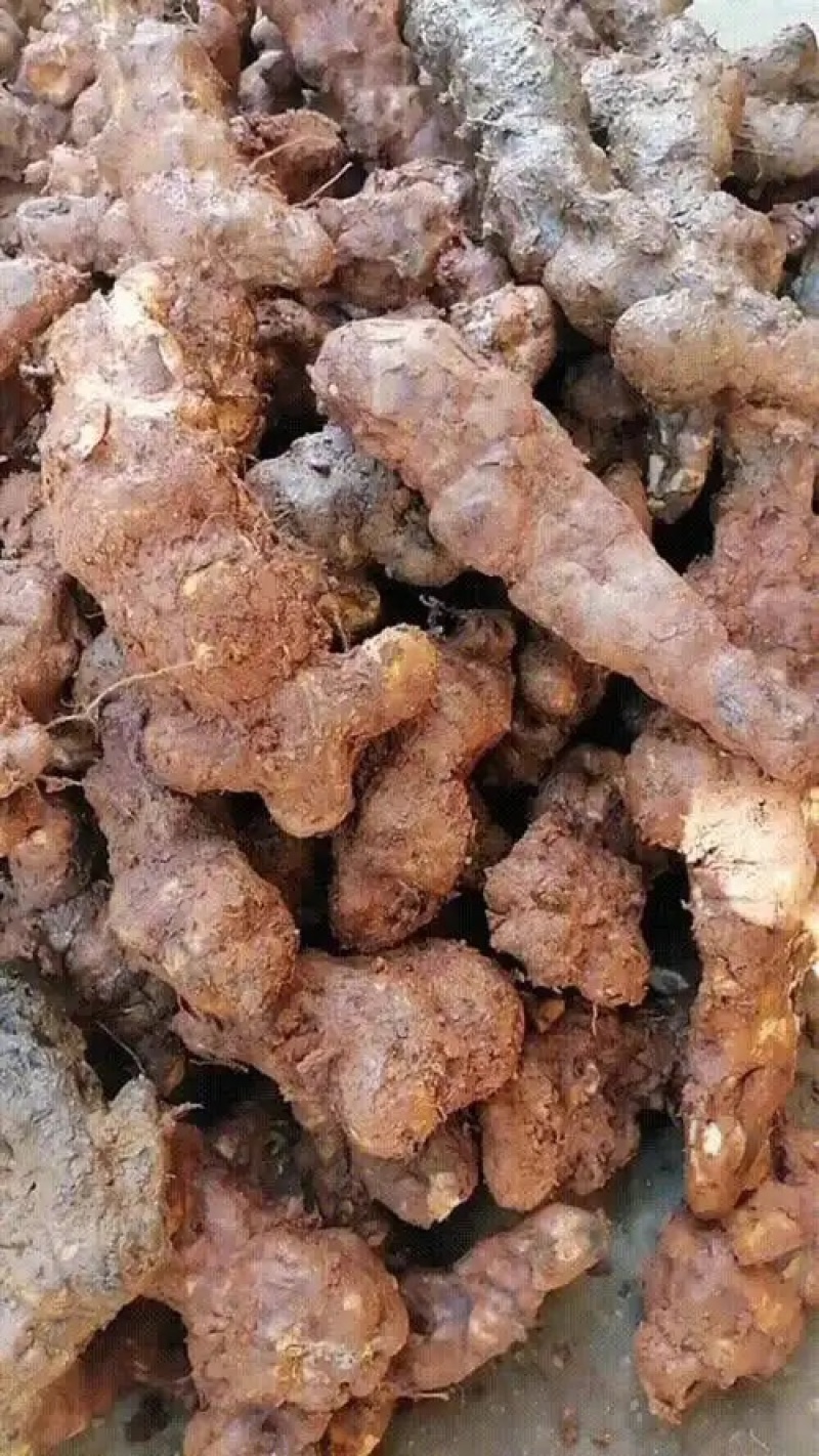 土茯苓-各种野生中药材鲜货和干货供应