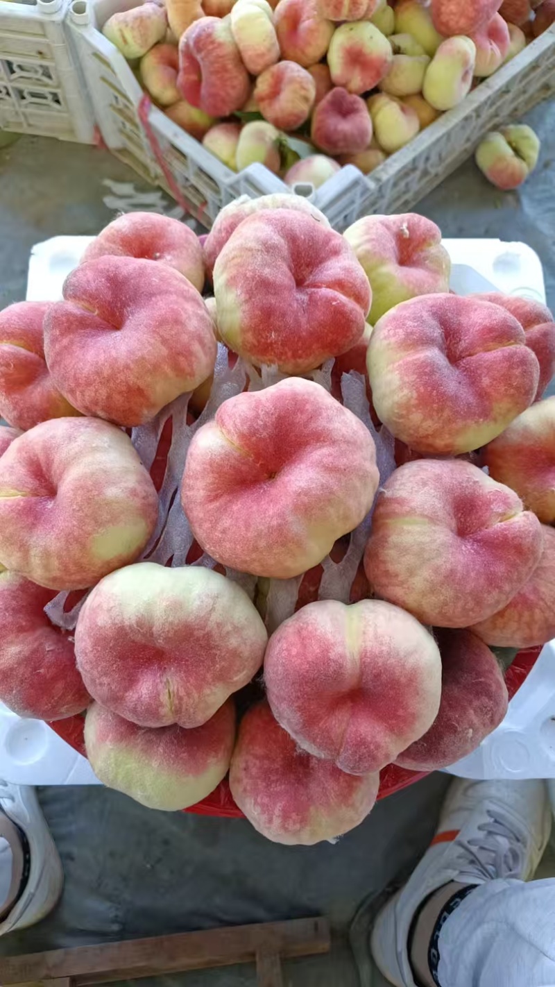露天红毛蟠上市中