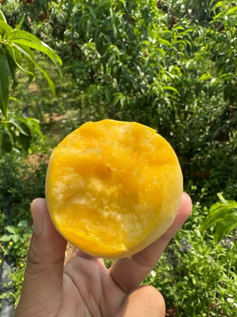 湖北突围毛桃油桃中油系大量有货可供全国批发市场电商等平台