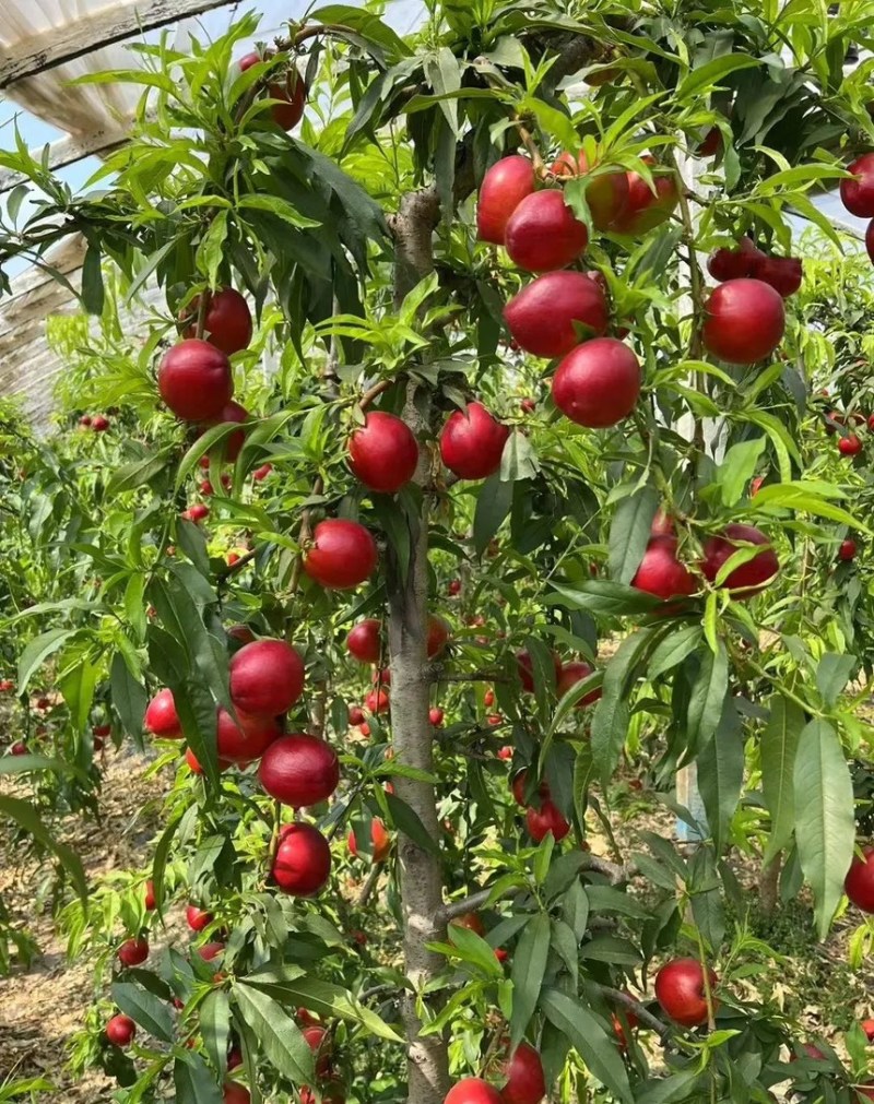 油桃黄心油桃头茬油桃现摘现发可承接各大电商平台