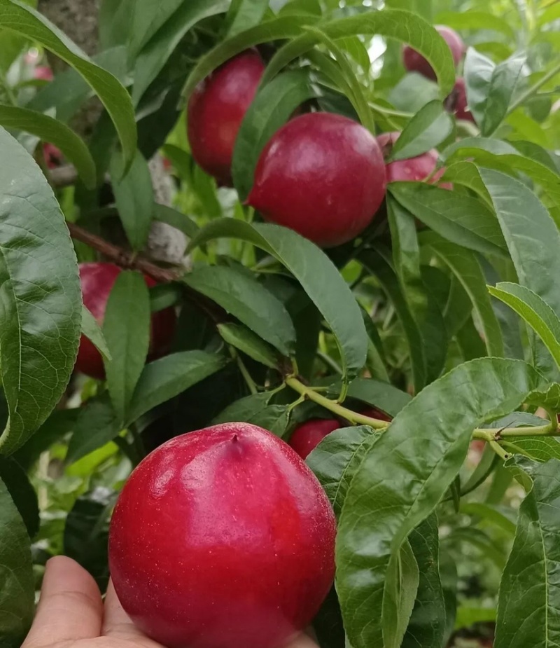 油桃黄心油桃头茬油桃现摘现发可承接各大电商平台