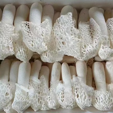 贵州新鲜红托竹荪产地直销品质好货源充足
