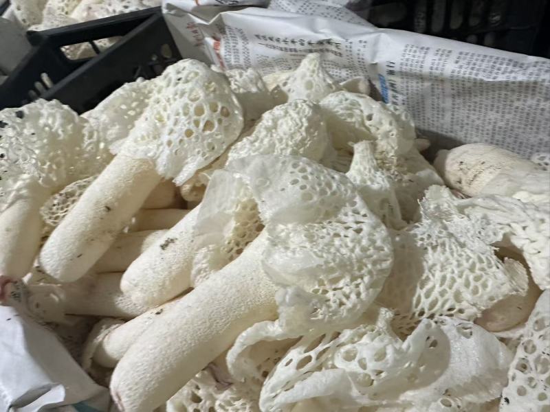 贵州新鲜红托竹荪产地直销品质好货源充足
