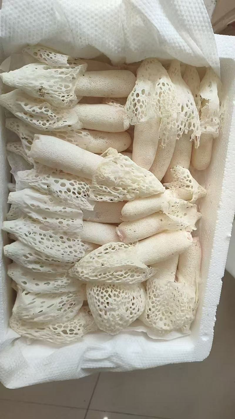 贵州新鲜红托竹荪产地直销品质好货源充足