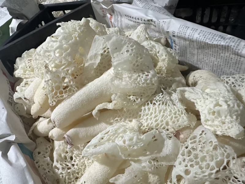 贵州新鲜红托竹荪产地直销品质好货源充足
