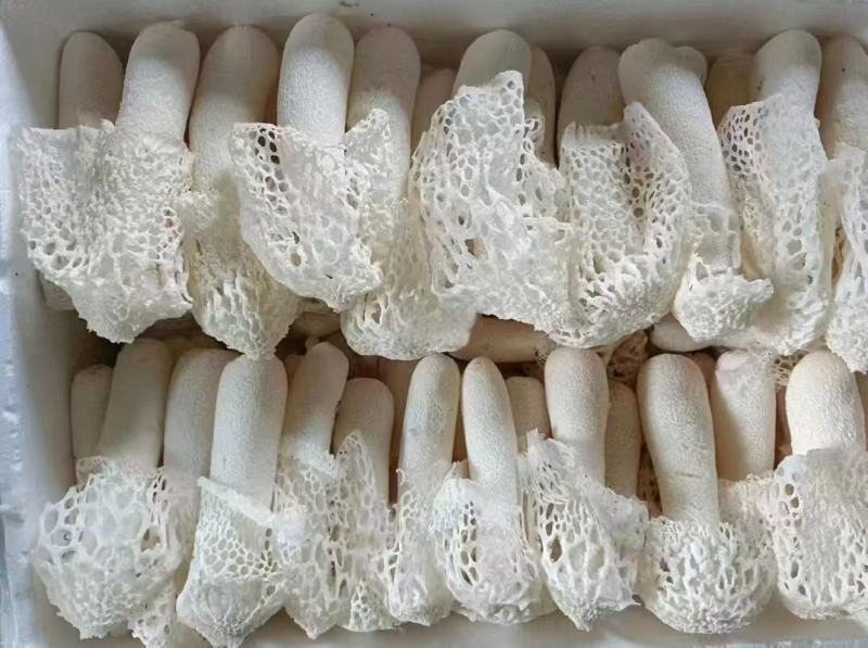 贵州新鲜红托竹荪产地直销品质好货源充足