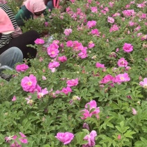 四季玫瑰基地苗木鲜花大量批发