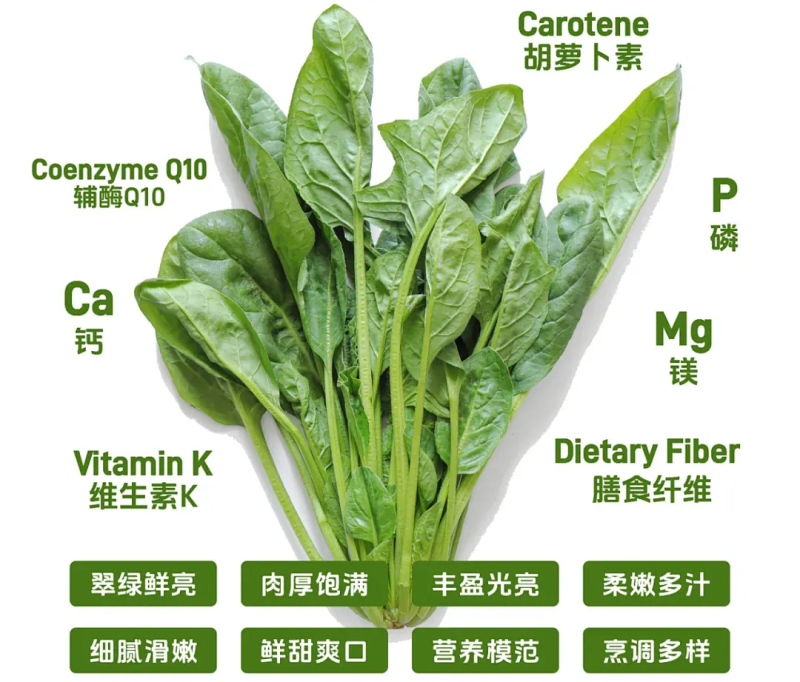 河北邢台精品菠菜，商超供应，品质保证，量大从优，一手货源