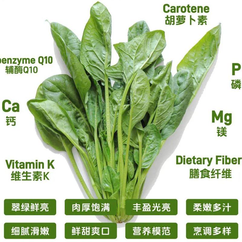 河北邢台精品菠菜，商超供应，品质保证，量大从优，一手货源