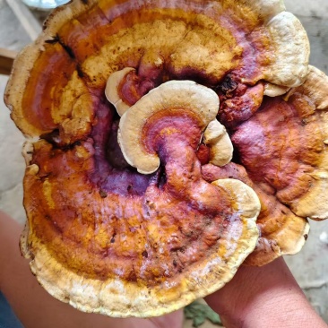 灵芝野生灵芝灵芝
