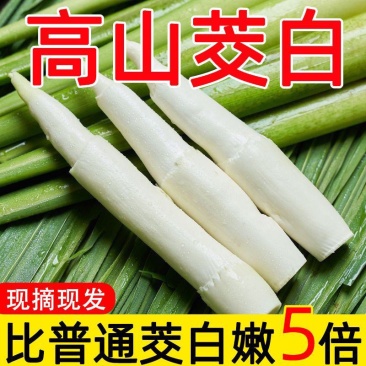 【现货速发】早上采摘浙江新鲜茭白时令蔬菜农家种植高笋茭儿