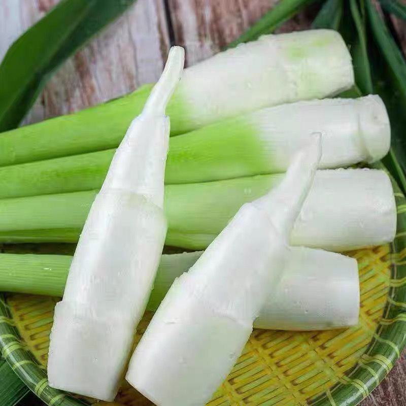 【现货速发】早上采摘浙江新鲜茭白时令蔬菜农家种植高笋茭儿