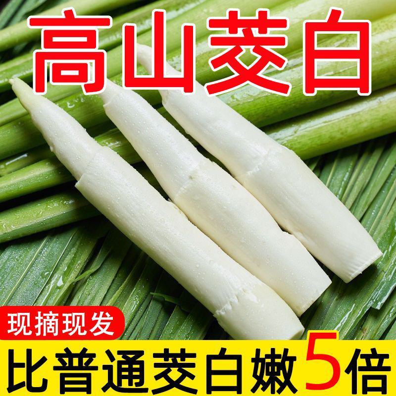 【现货速发】早上采摘浙江新鲜茭白时令蔬菜农家种植高笋茭儿