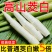 【现货速发】早上采摘浙江新鲜茭白时令蔬菜农家种植高笋茭儿