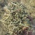花生秧草料批发，无土无膜无霉变，牛羊马鹿驴兔骆驼都可以用