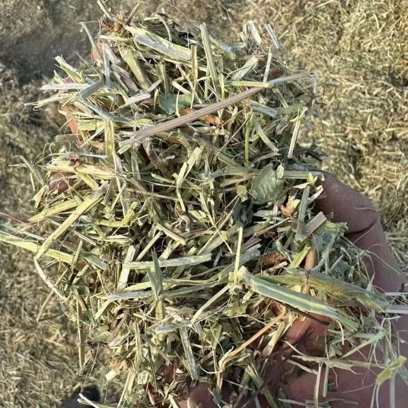 花生秧草料批发，无土无膜无霉变，牛羊马鹿驴兔骆驼都可以用