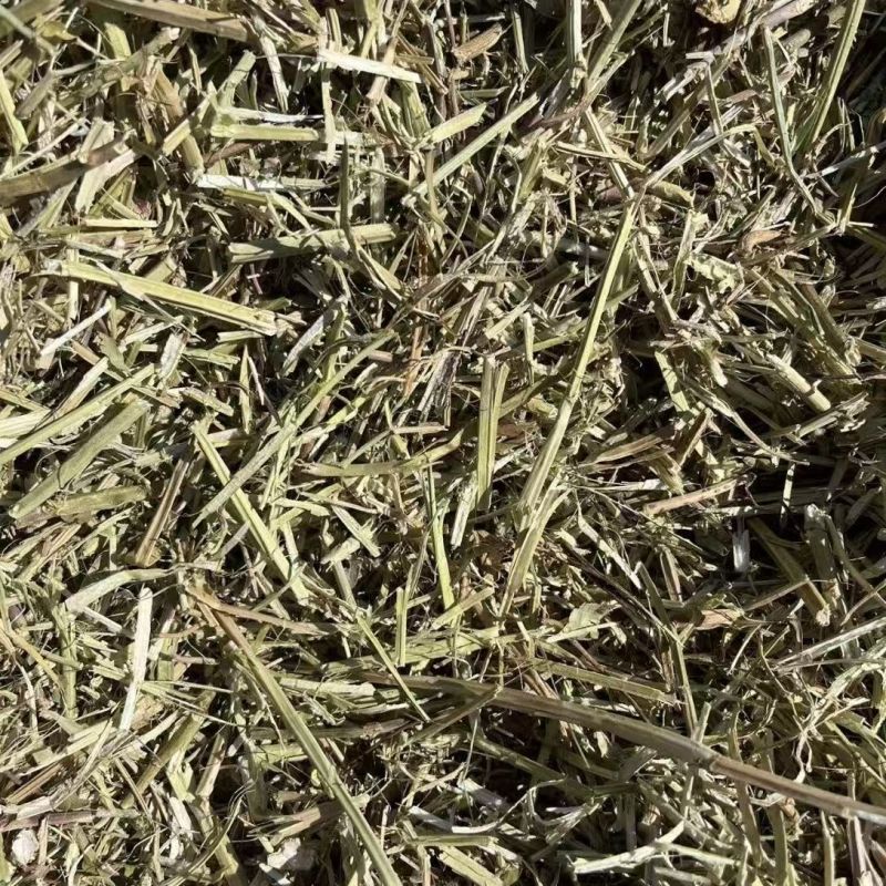 花生秧草料批发，无土无膜无霉变，牛羊马鹿驴兔骆驼都可以用