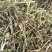 花生秧草料批发，无土无膜无霉变，牛羊马鹿驴兔骆驼都可以用