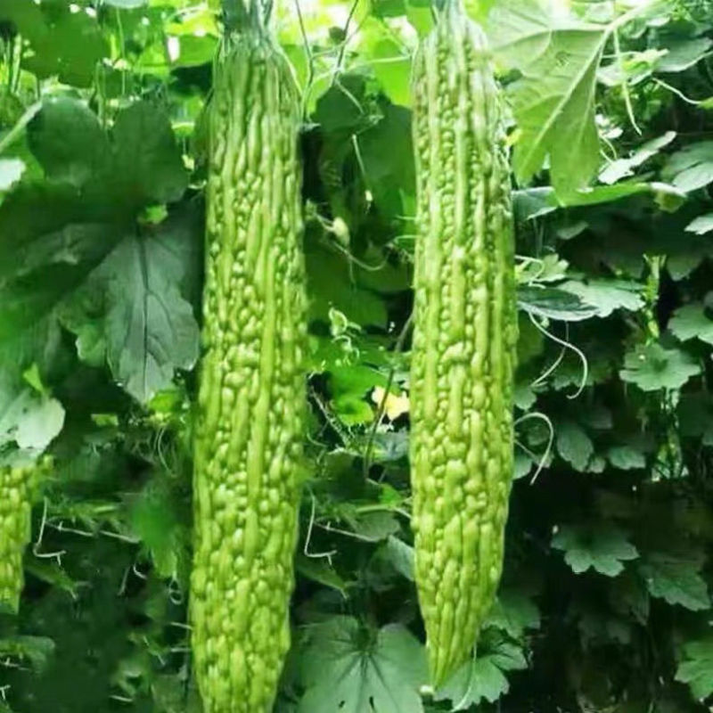 陕西长绿苦瓜大量上市，货假期三个月，欢迎全国各地客商，