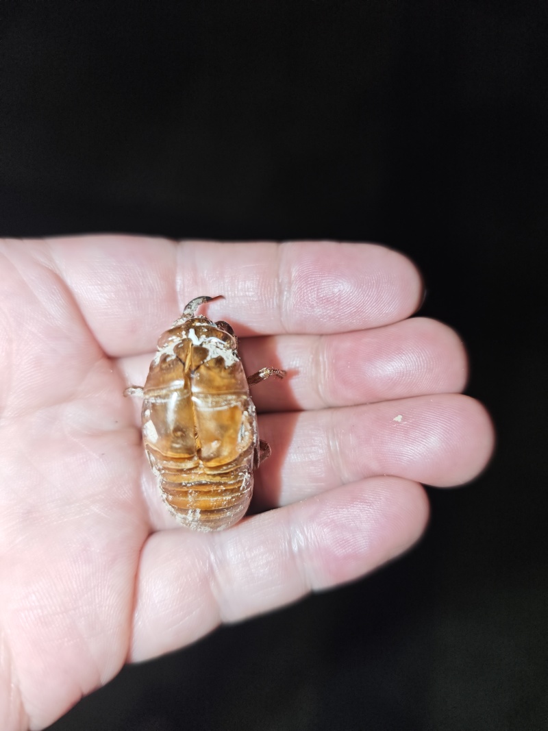 秒发蝉蜕纯净无杂质正品保证放心选购