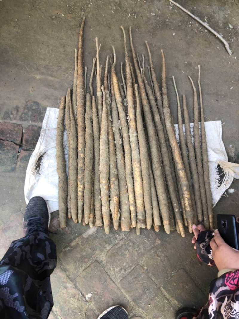 河北铁棍山药紫药大货基地直发对接电商市场商超