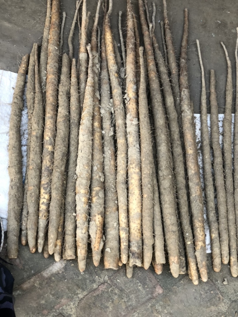 河北铁棍山药紫药大货基地直发对接电商市场商超
