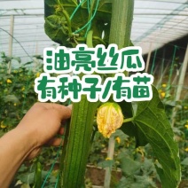油亮丝瓜种子早熟绿色油亮肉厚味浓