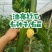 油亮丝瓜种子早熟绿色油亮肉厚味浓