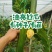 油亮丝瓜苗香丝瓜苗口感好产量高易管理