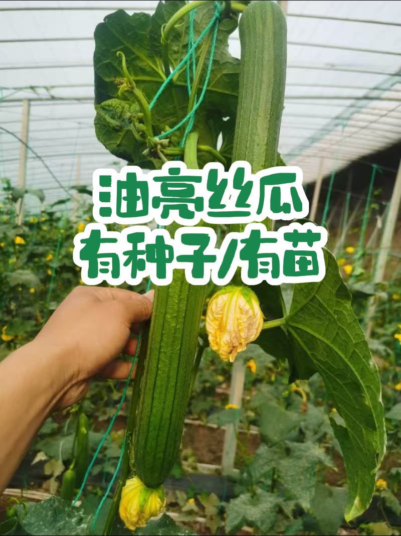 油亮丝瓜苗香丝瓜苗口感好产量高易管理