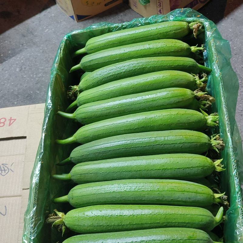 精品油皮丝瓜