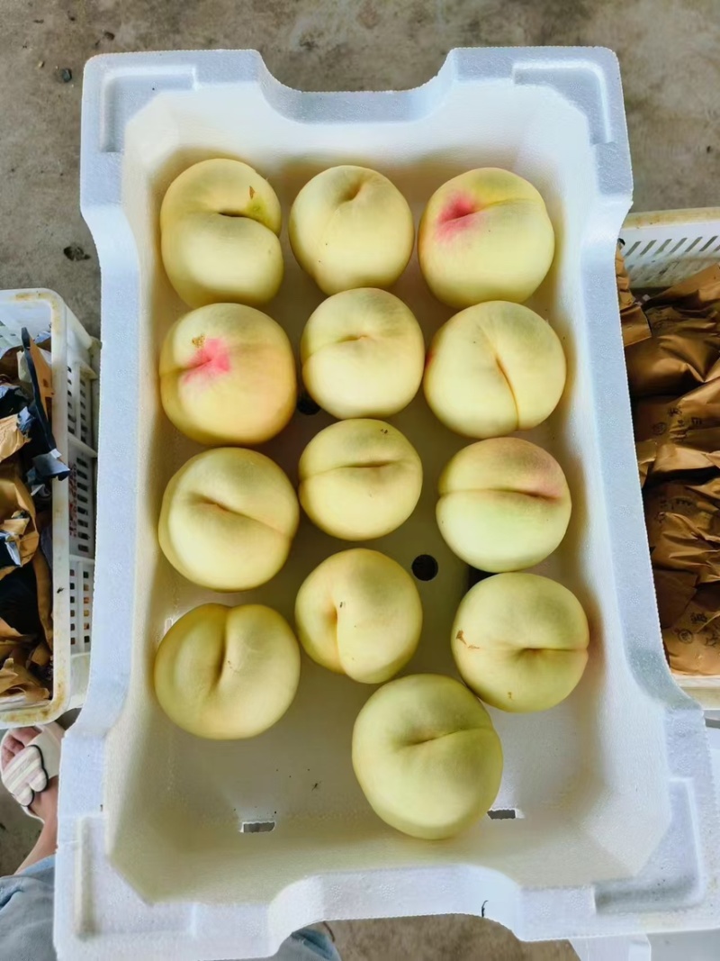 桃子水蜜桃香甜多汁产地直供一手货源欢迎咨询