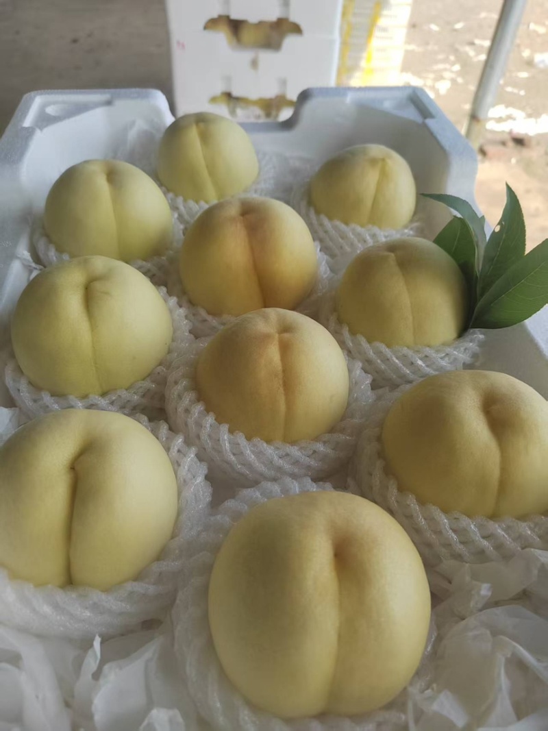 桃子水蜜桃香甜多汁产地直供一手货源欢迎咨询