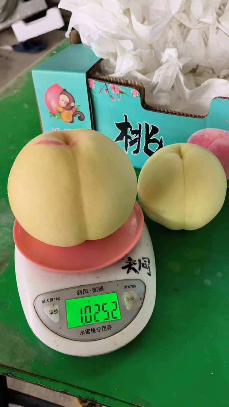 桃子水蜜桃香甜多汁产地直供一手货源欢迎咨询