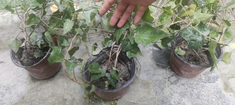 爬山虎常春藤杯苗，基地常年批发，各种规格
