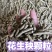 花生秧颗粒，无土无霉，精品货，牛羊马鹿兔子都可以吃，来吧